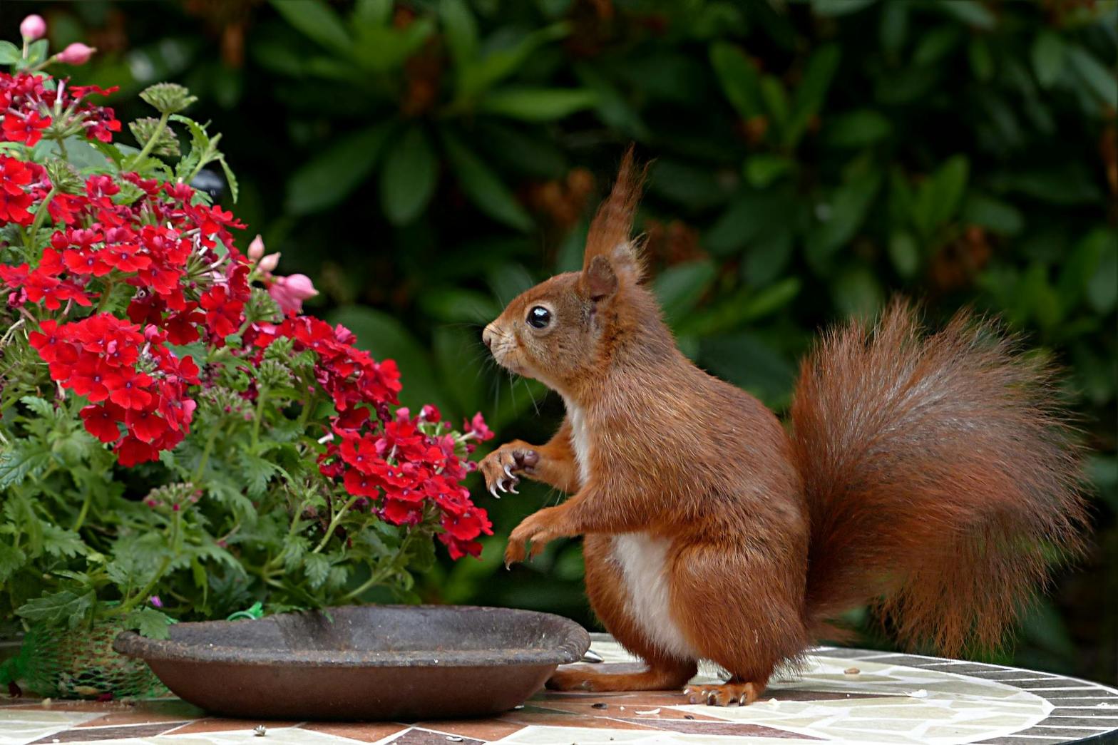 squirrel and flowers, CC0, Pixabay