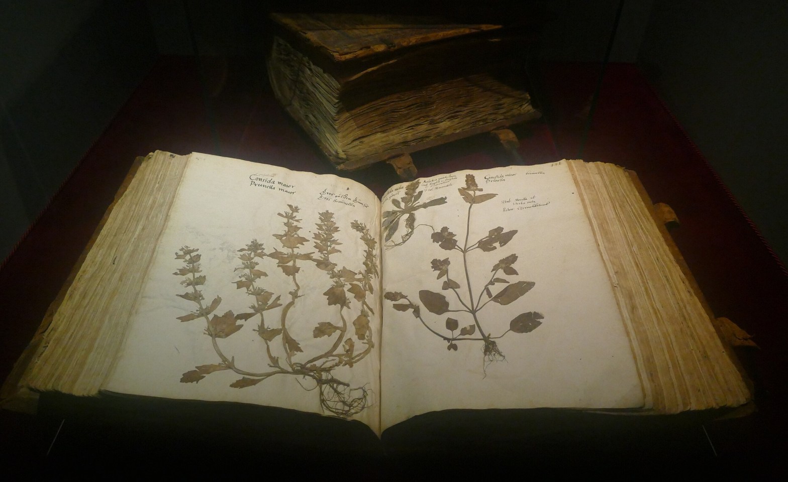 Herbarium Caspar Ratzenberger by Kritzolina
