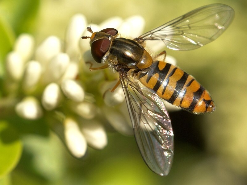 Have you seen any Bees&nbsp;lately?