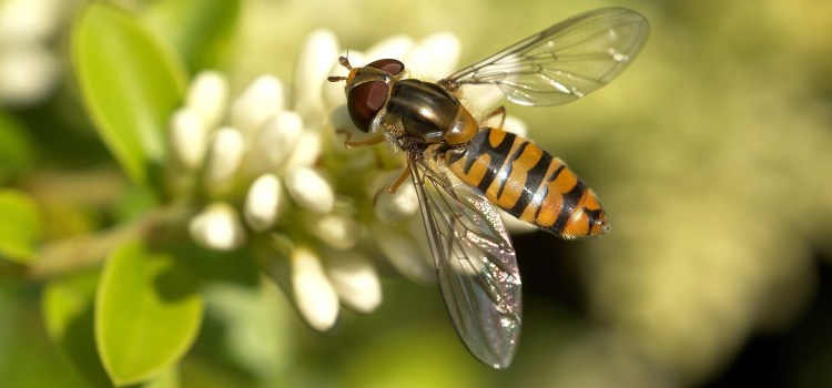 Have you seen any Bees&nbsp;lately?