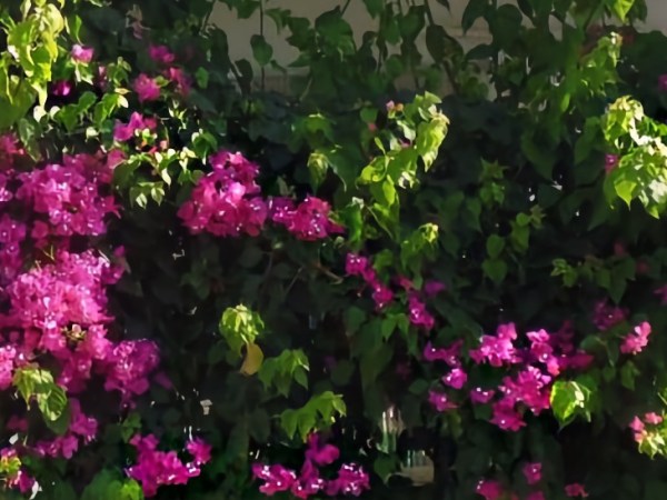 Supporting Flowers